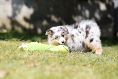 Les chiots de Berger Australien
