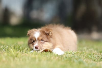 Les chiots de Berger Australien