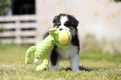 Les chiots de Berger Australien
