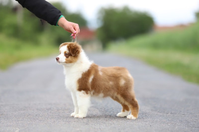 Les chiots de Berger Australien