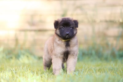 Les chiots de Berger Belge