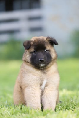 Les chiots de Berger Belge