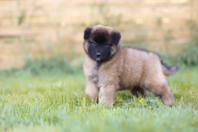 Les chiots de Berger Belge