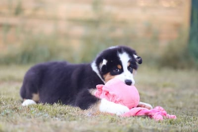 Les chiots de Berger Australien