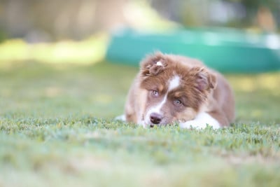 Les chiots de Berger Australien