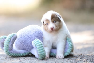 Les chiots de Berger Australien