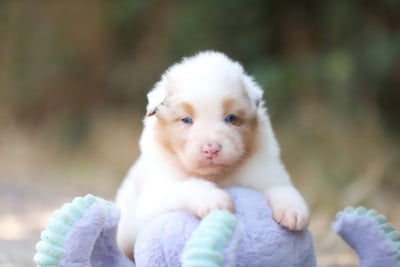 Les chiots de Berger Australien