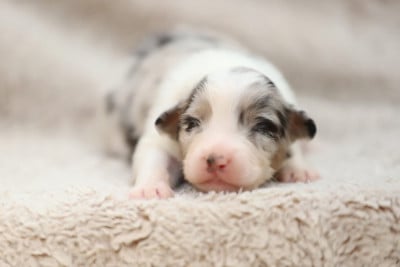 Les chiots de Berger Australien