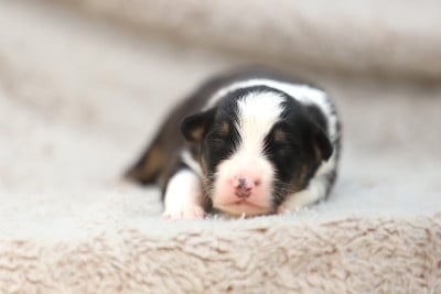Les chiots de Berger Australien