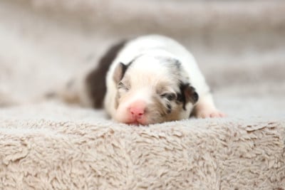 Les chiots de Berger Australien