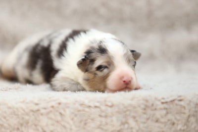Les chiots de Berger Australien
