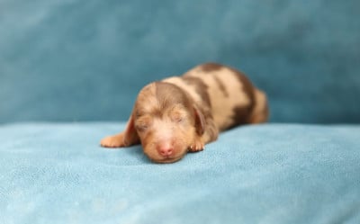 Les chiots de Teckel poil long