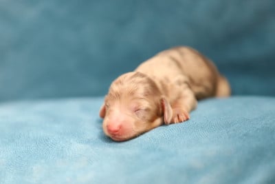 Les chiots de Teckel poil long
