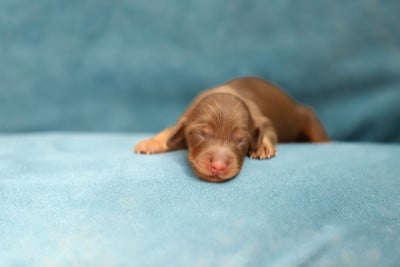 Les chiots de Teckel poil long