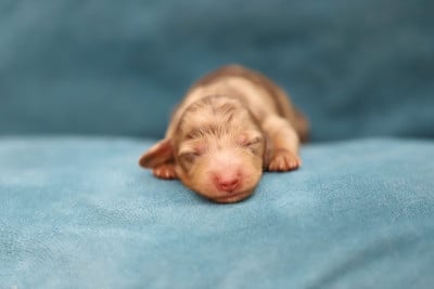 Les chiots de Teckel poil long