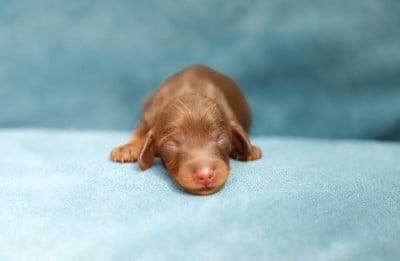 Les chiots de Teckel poil long