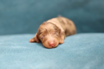 Les chiots de Teckel poil long
