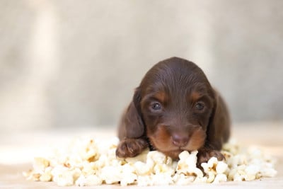 Les chiots de Teckel poil long