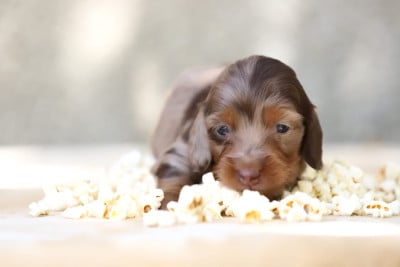 Les chiots de Teckel poil long
