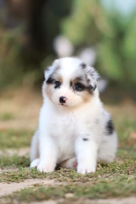 Les chiots de Berger Australien