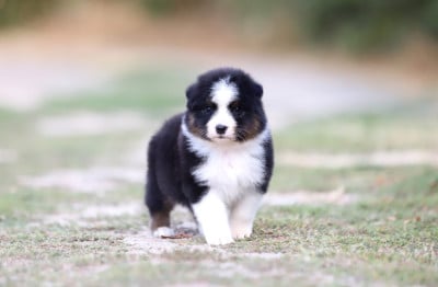 Les chiots de Berger Australien