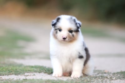 Les chiots de Berger Australien