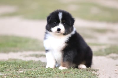 Les chiots de Berger Australien