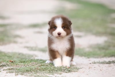 Les chiots de Berger Australien