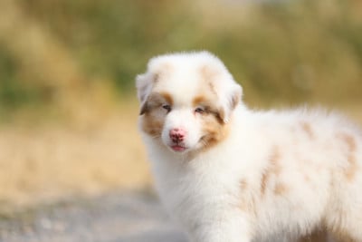 Les chiots de Berger Australien