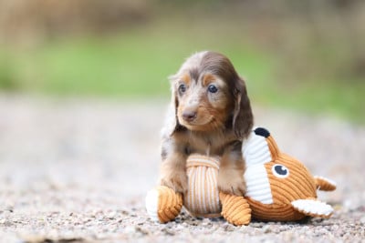 Les chiots de Teckel poil long