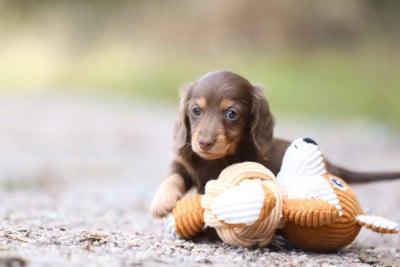Les chiots de Teckel poil long