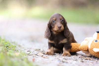 Les chiots de Teckel poil long