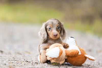 Les chiots de Teckel poil long