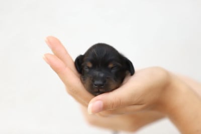 Les chiots de Teckel poil long