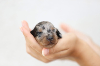 Les chiots de Teckel poil long