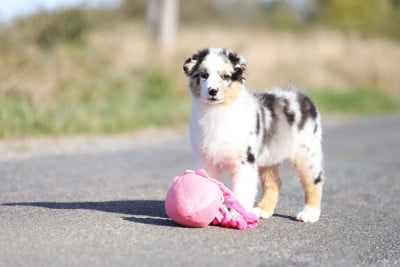 Les chiots de Berger Australien