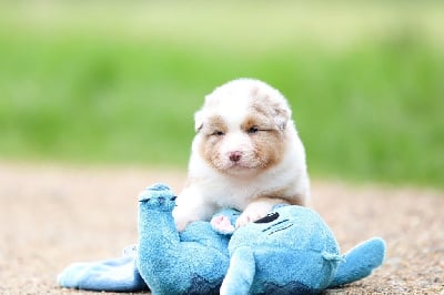 Les chiots de Berger Australien