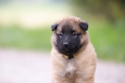 Les chiots de Berger Belge