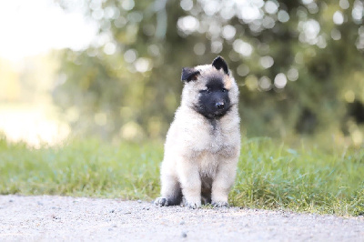 Les chiots de Berger Belge