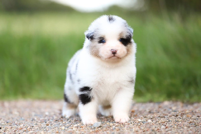 Les chiots de Berger Australien