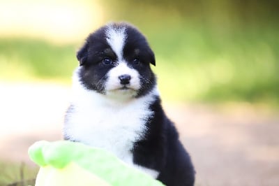 Les chiots de Berger Australien
