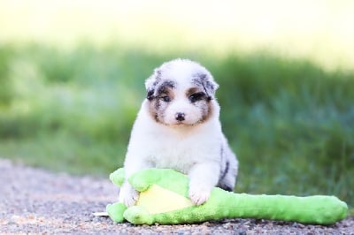 Les chiots de Berger Australien