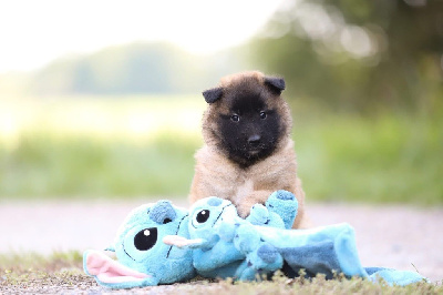 Les chiots de Berger Belge