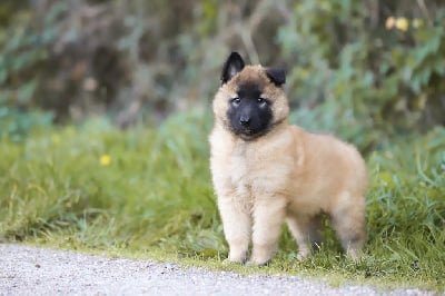 Les chiots de Berger Belge