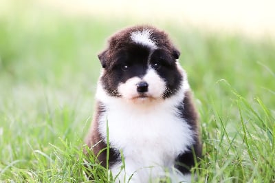 Les chiots de Berger Australien