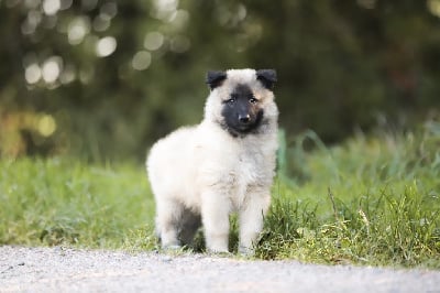 Les chiots de Berger Belge