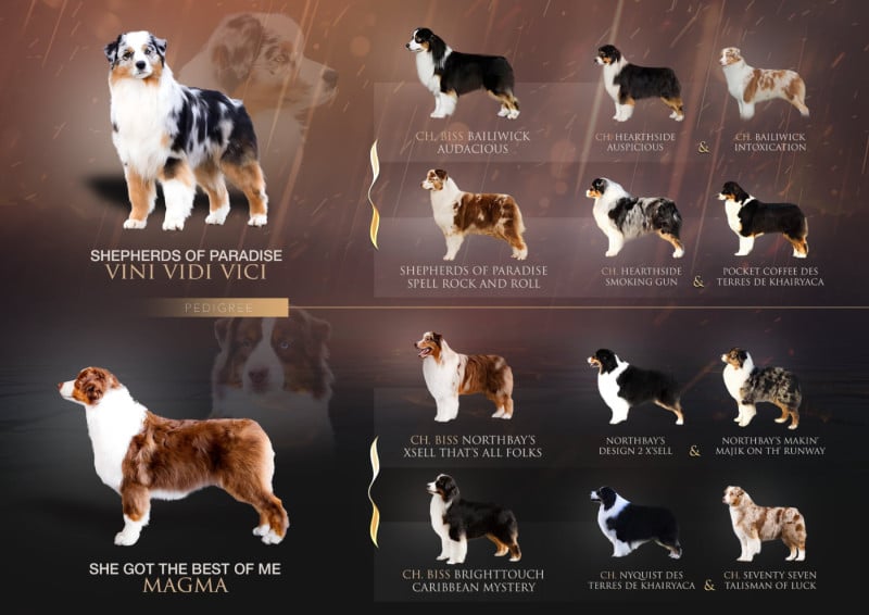 Berger Australien - Shepherds Of Paradise