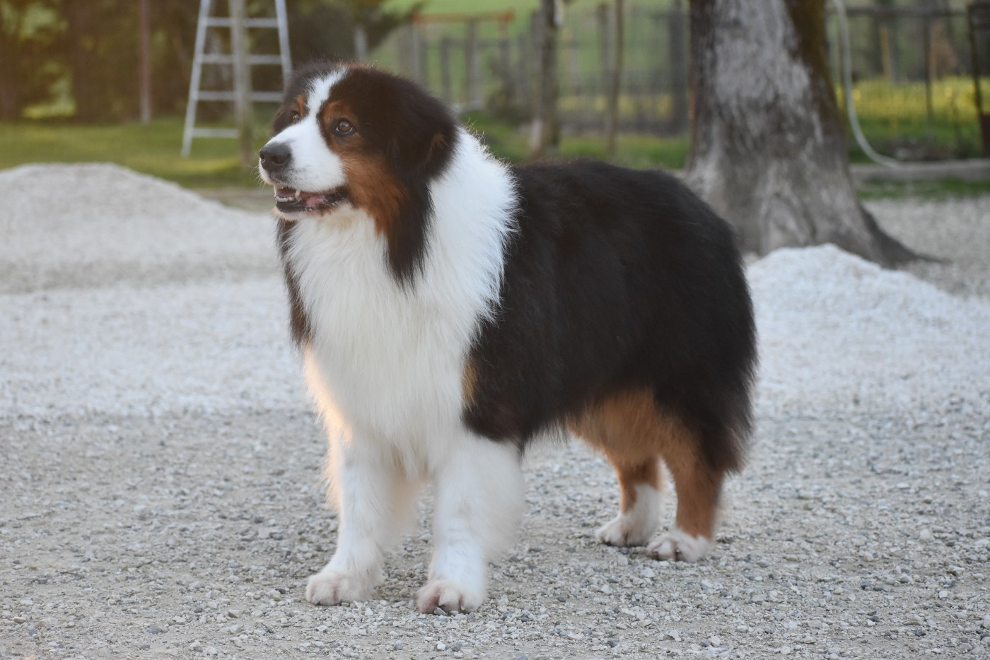 Ever Haling Open your heart i'm here aka owen