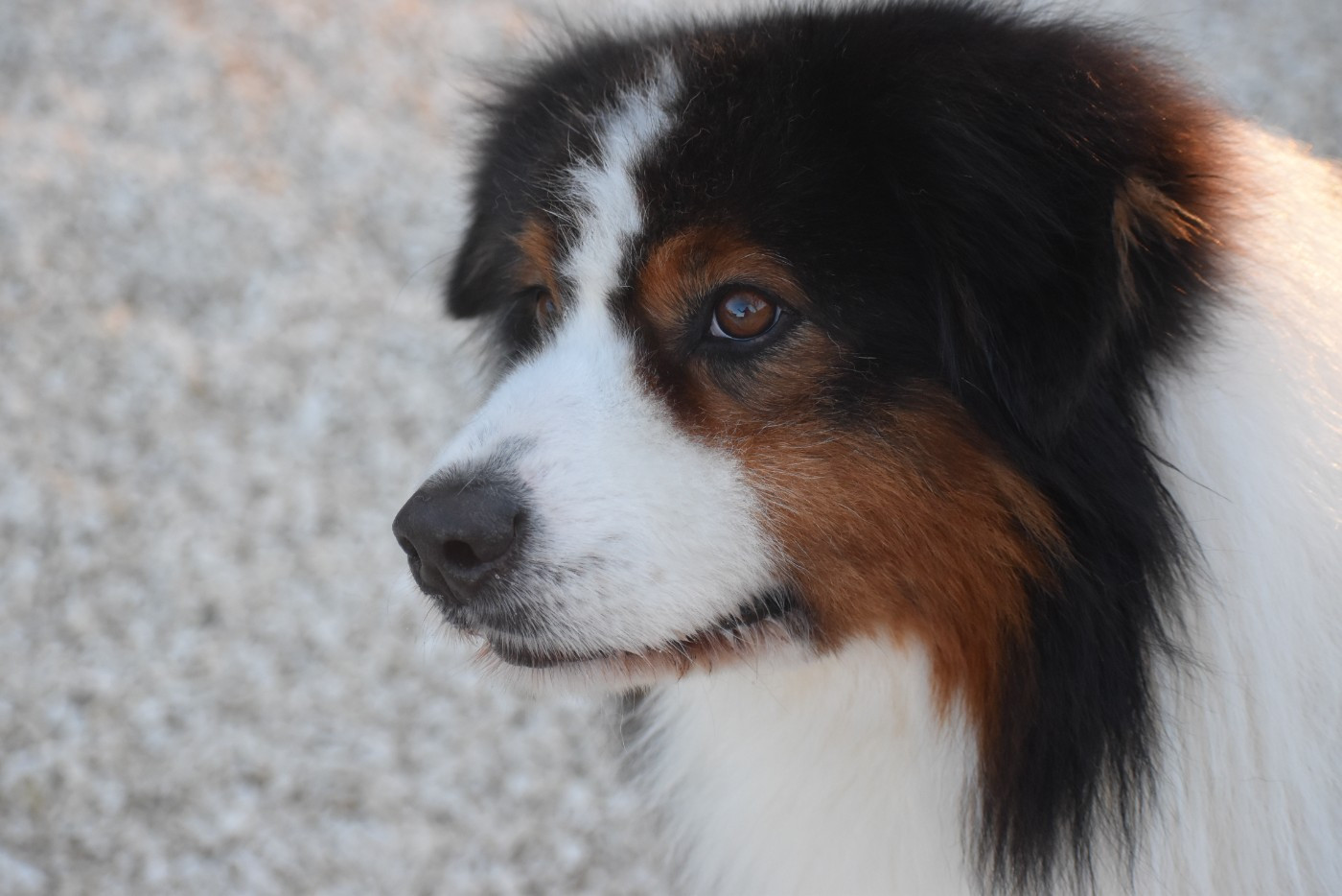 Ever Haling Open your heart i'm here aka owen