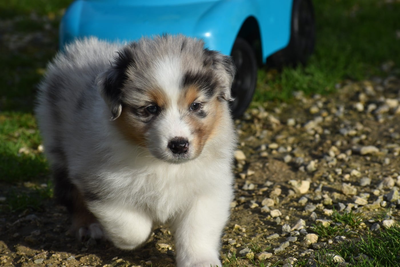 A LIGHT FROM ICE FOR MARLEY